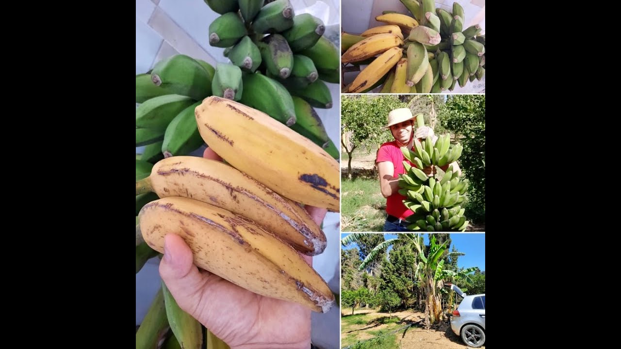 زراعة الموز في تونس  les bananiers en Tunisie