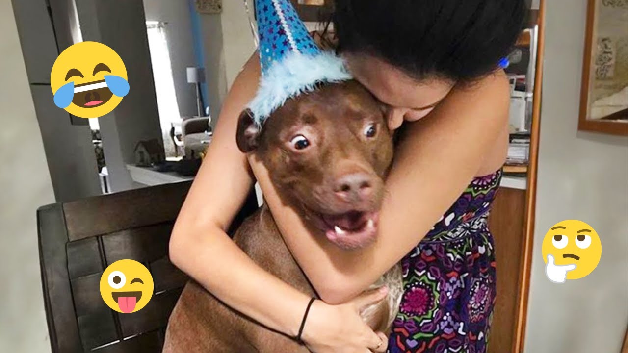 Смешная подборка видео с собаками – Лучшие видео с собаками 2025 года 🐕🤣 #41
