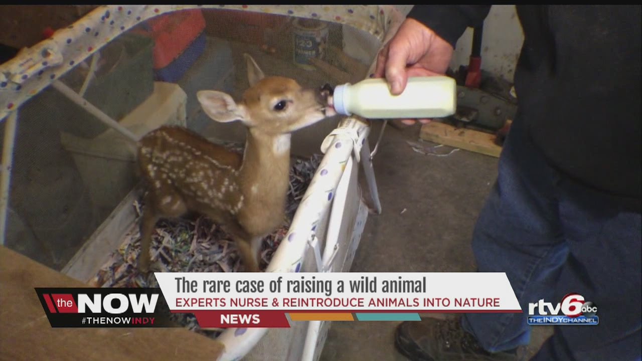 WATCH: Inside the life of an Indiana wildlife rehabilitator