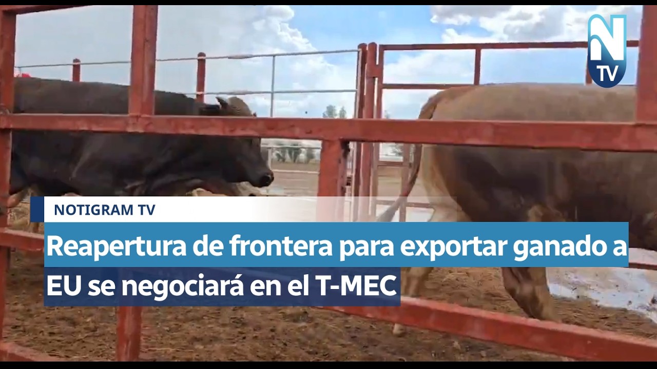 Reapertura de frontera para exportar ganado a EU se negociará en el T-MEC