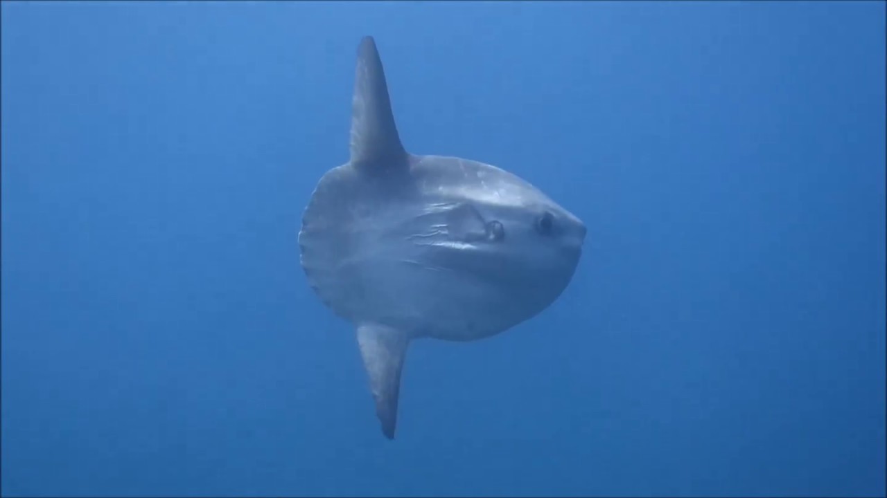Buceo en la Reserva Marina de Cabo Tiñoso, La Azohía - Junio 2018