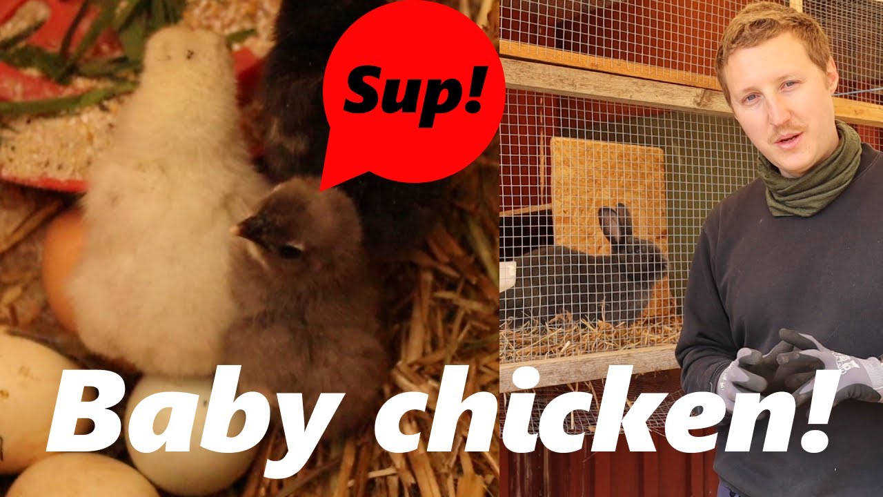 Broody hen hatching chicks ( It took 22 days ) | Pregnant meat rabbits setup