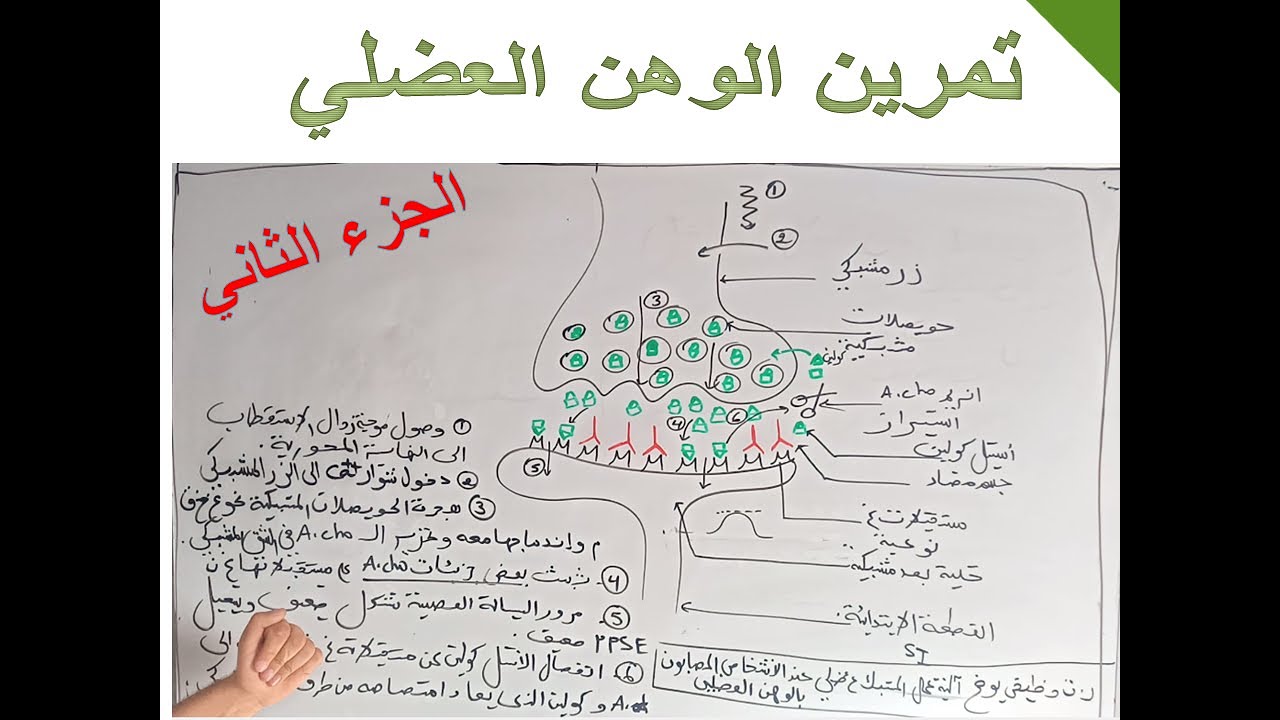 الجزء الثاني --تمرين الوهن العضلي-