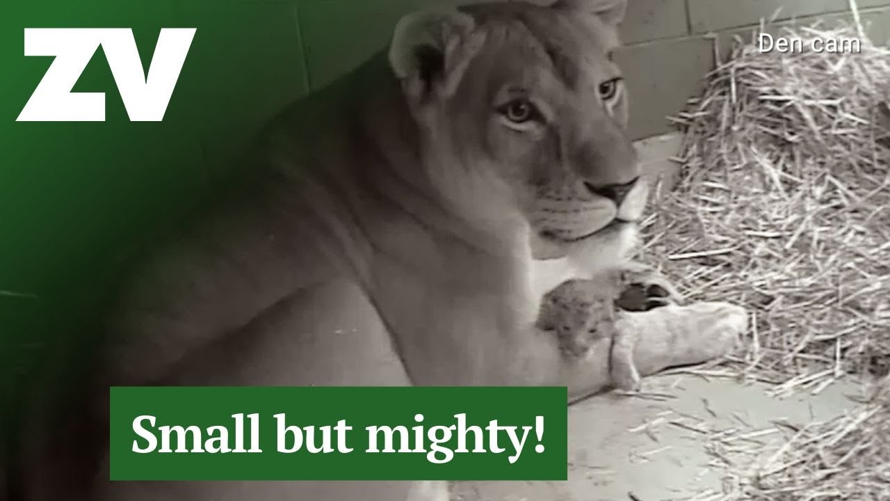 A newborn lion cub at Werribee Open Range Zoo