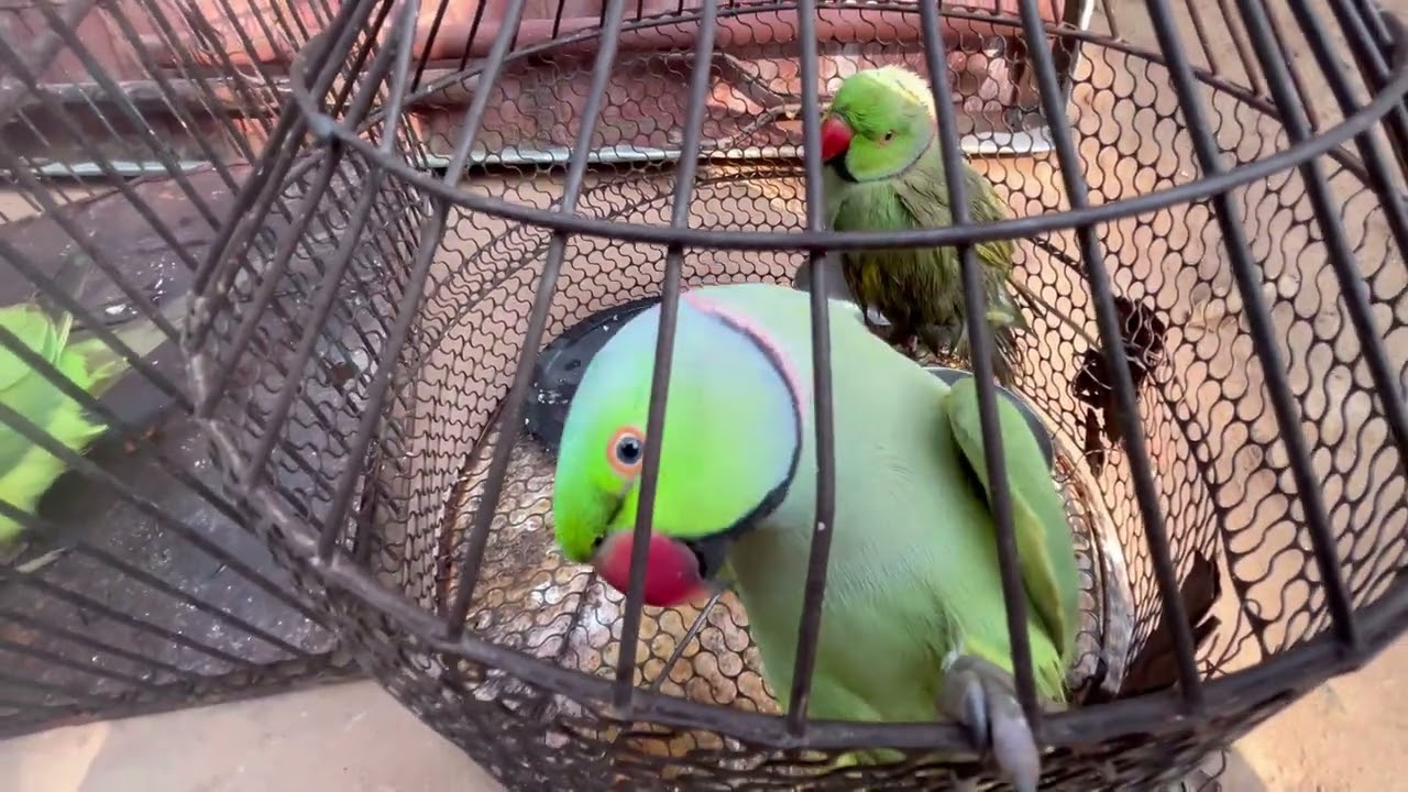  🦜💕✌️day 22./100 Parde video✌️ #teamfx #viralvideo #mitthu 