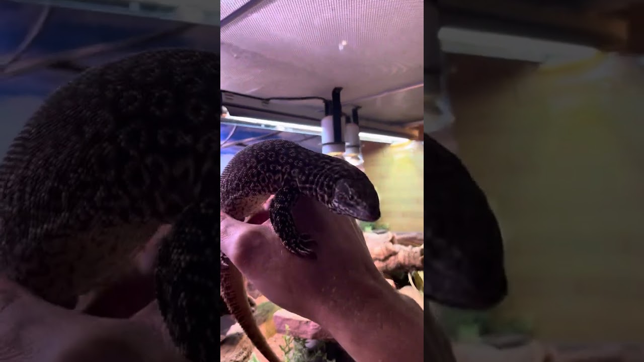 ANGUS my super tame Rare Earth Red Ackie