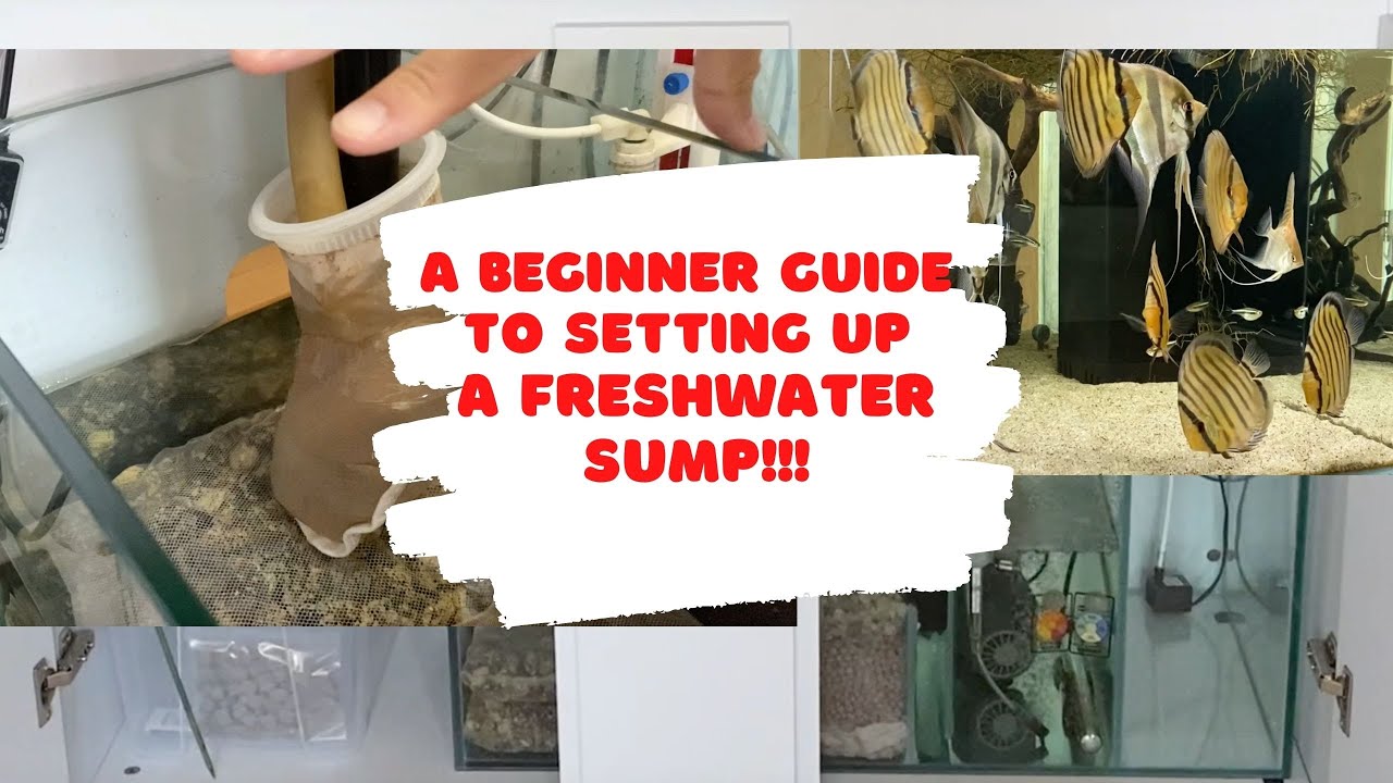 A beginner's guide to setting up a freshwater sump!