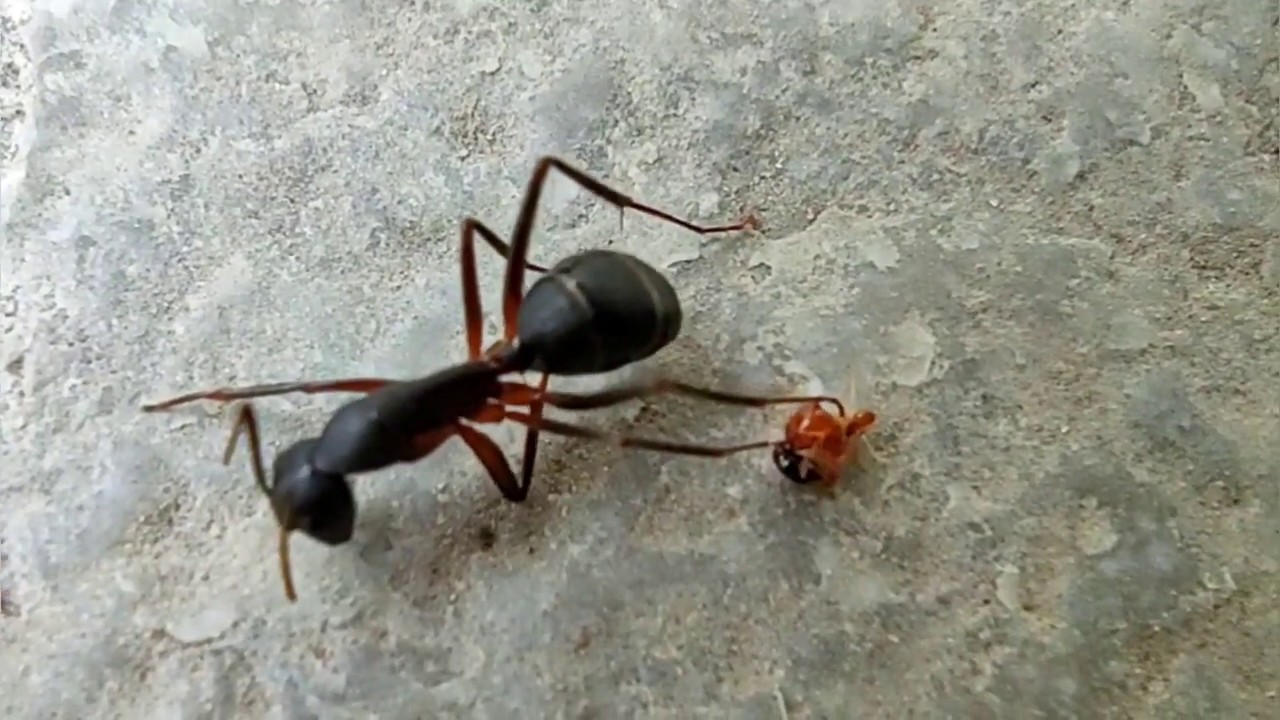Giant Ant vs Tiny Ant - Size Doesn't Matters | Chemical War Of The Ants
