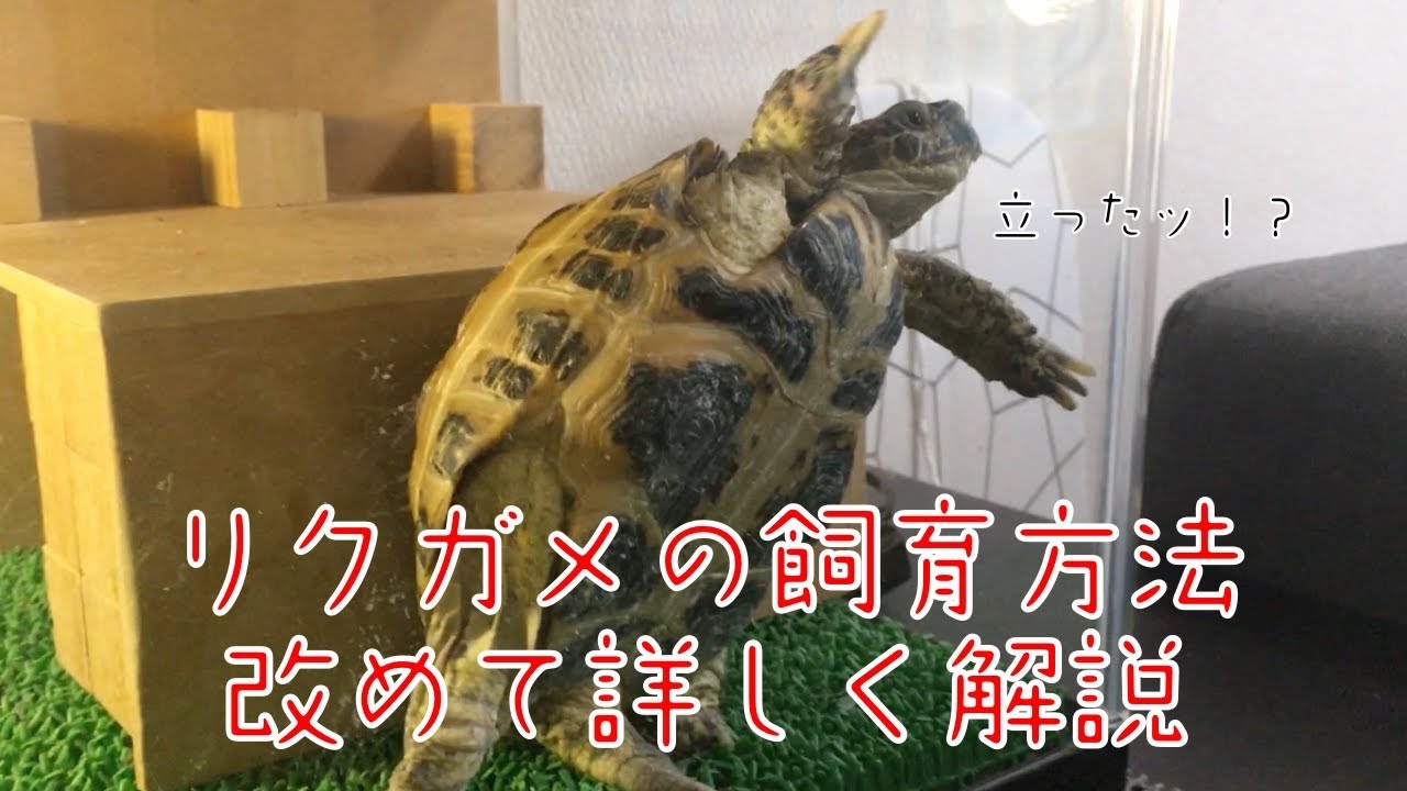 飼育方法を詳しく解説【ロシアリクガメのポピー】