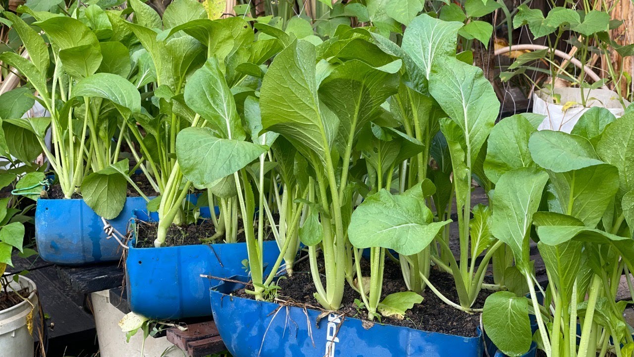 Amazing Choy Sum Vegetable || How I Grow Choy Sum at Home Easy for Beginner