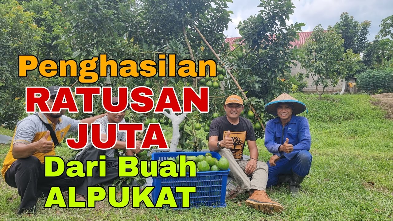 Penghasilan RATUSAN JUTA dari BUAH ALPUKAT