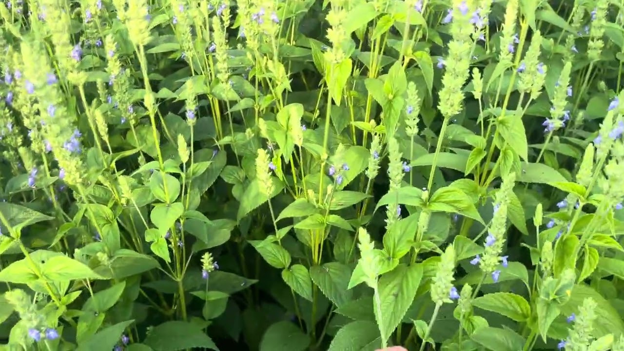 चिया सीड्स 81 दिन फसल 🌱
