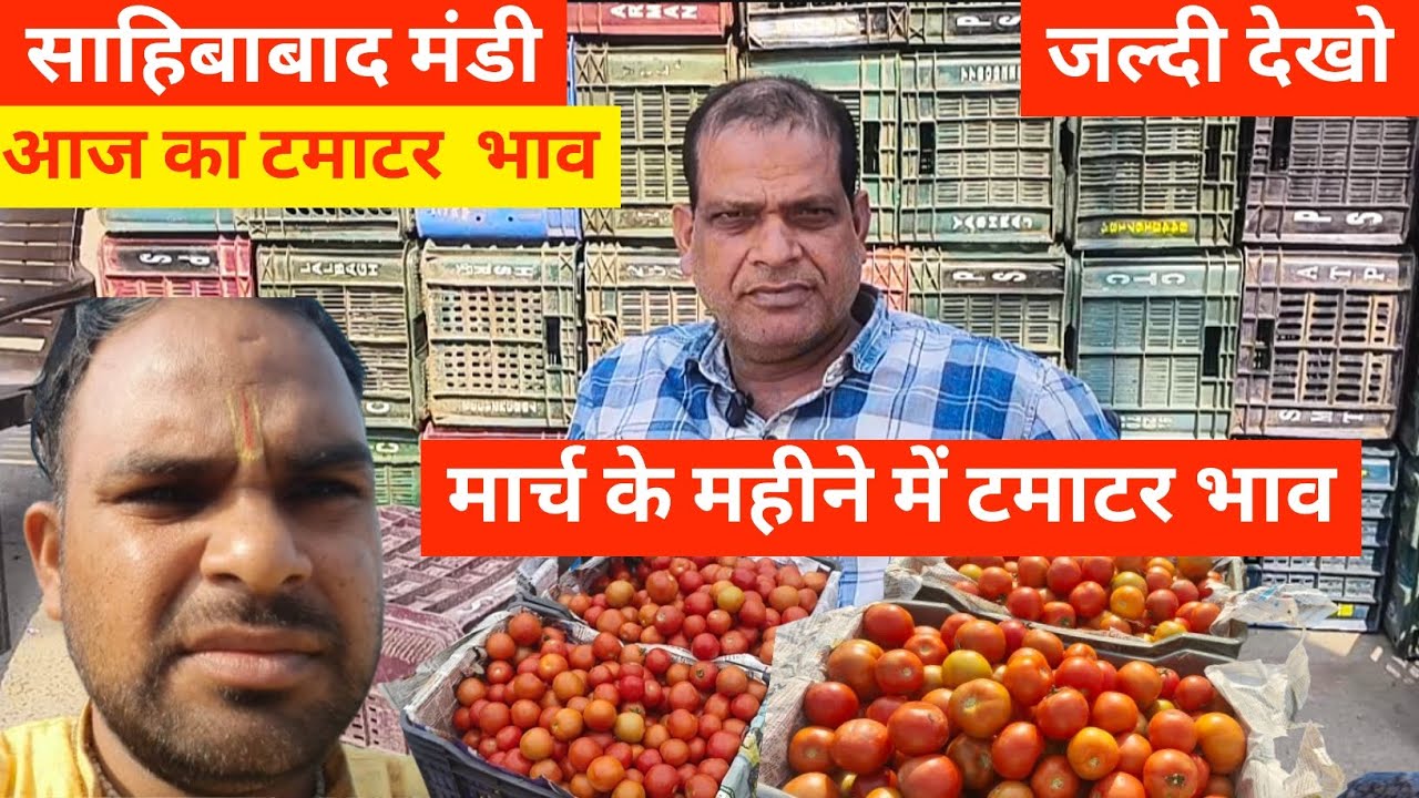Why This Indian Mandi is Full of Tomatoes🍅आज का टमाटर  भाव