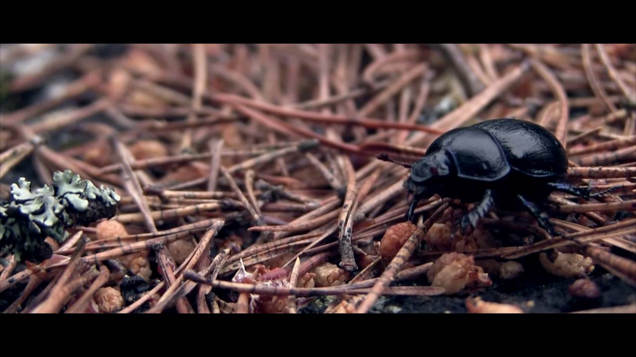 Welcome to the Finnish archipelago - Canon XA10 footage