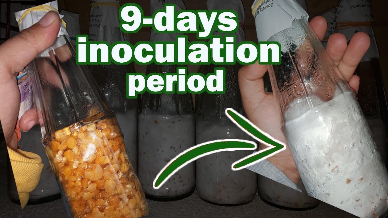 PAGGAWA NG F1 Mushroom Spawn (Binhi) GAMIT ANG CRACKED CORNS  | PART 2 |