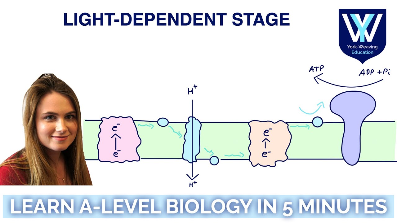 Light-dependent stage Photosynthesis | Learn A-Level Biology in 5 minutes | AQA, OCR, Edexcel, WJEC