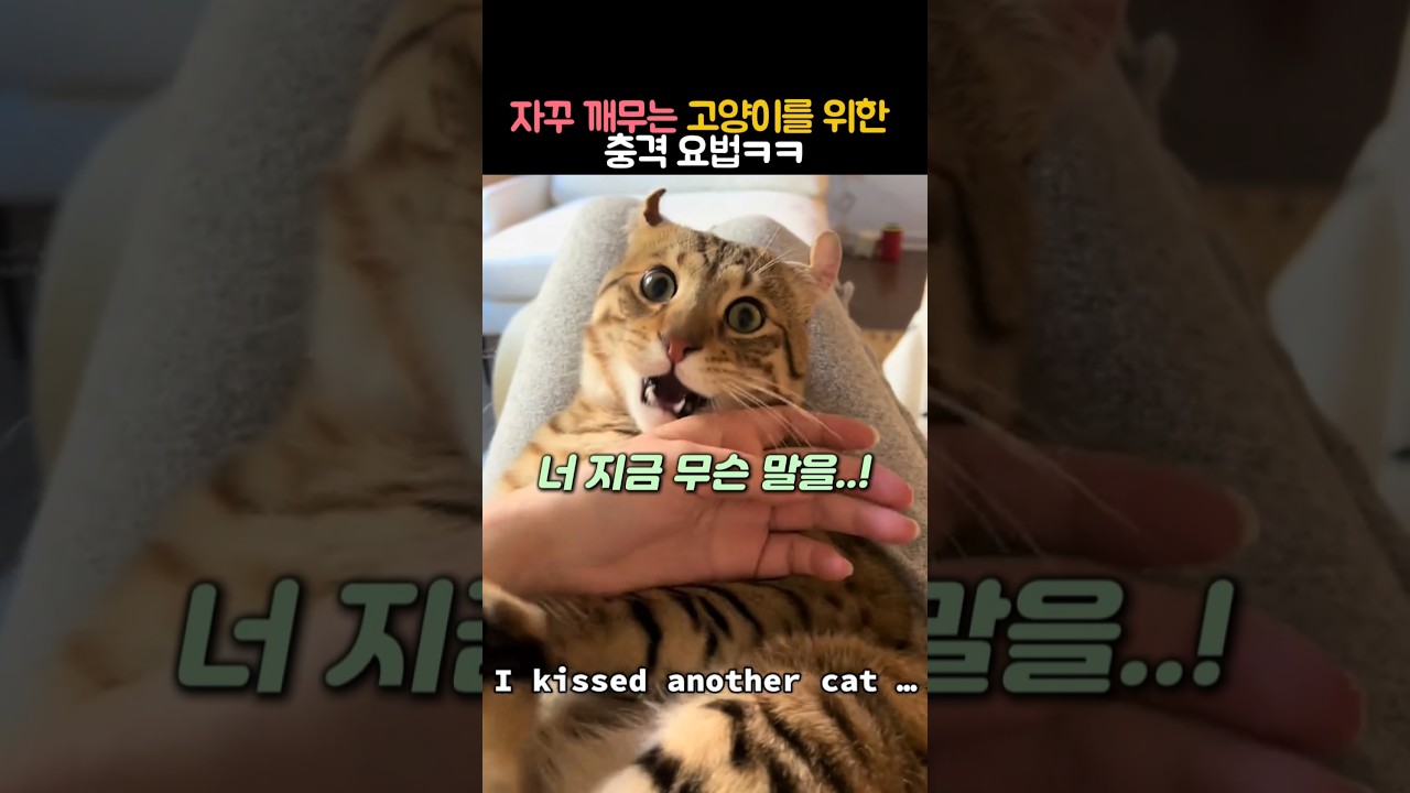 자꾸 깨무는 고양이를 위한 충격 요법 #동물 #고양이