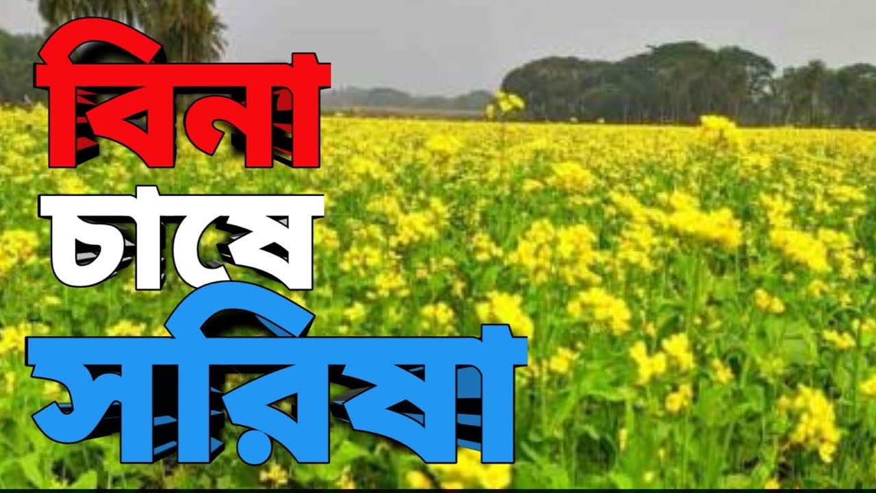 বিনা চাষে সরিষা চাষ-২০২৪
