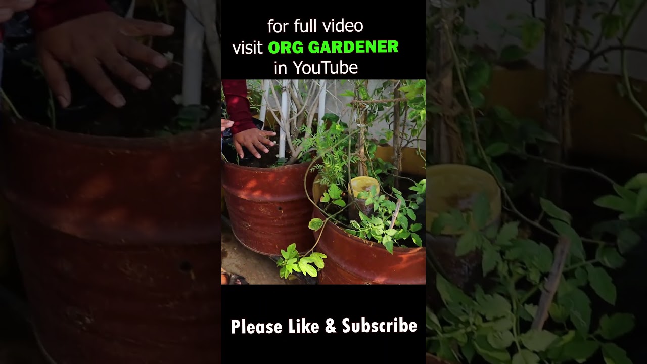 drums for fruit plants