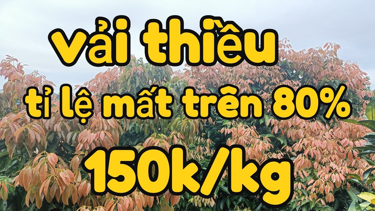 Xanh đỏ tím vàng lộc già lộc trẻ bắt đẻ hết .bỏ thì thương vương thì tội || Chiến chành choẹ 