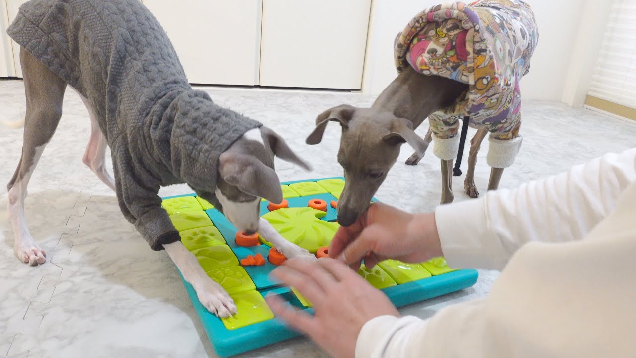 最高難易度の知育玩具⁉︎うちの犬なら余裕だわ！【イタグレ】【ニーナオットソン】