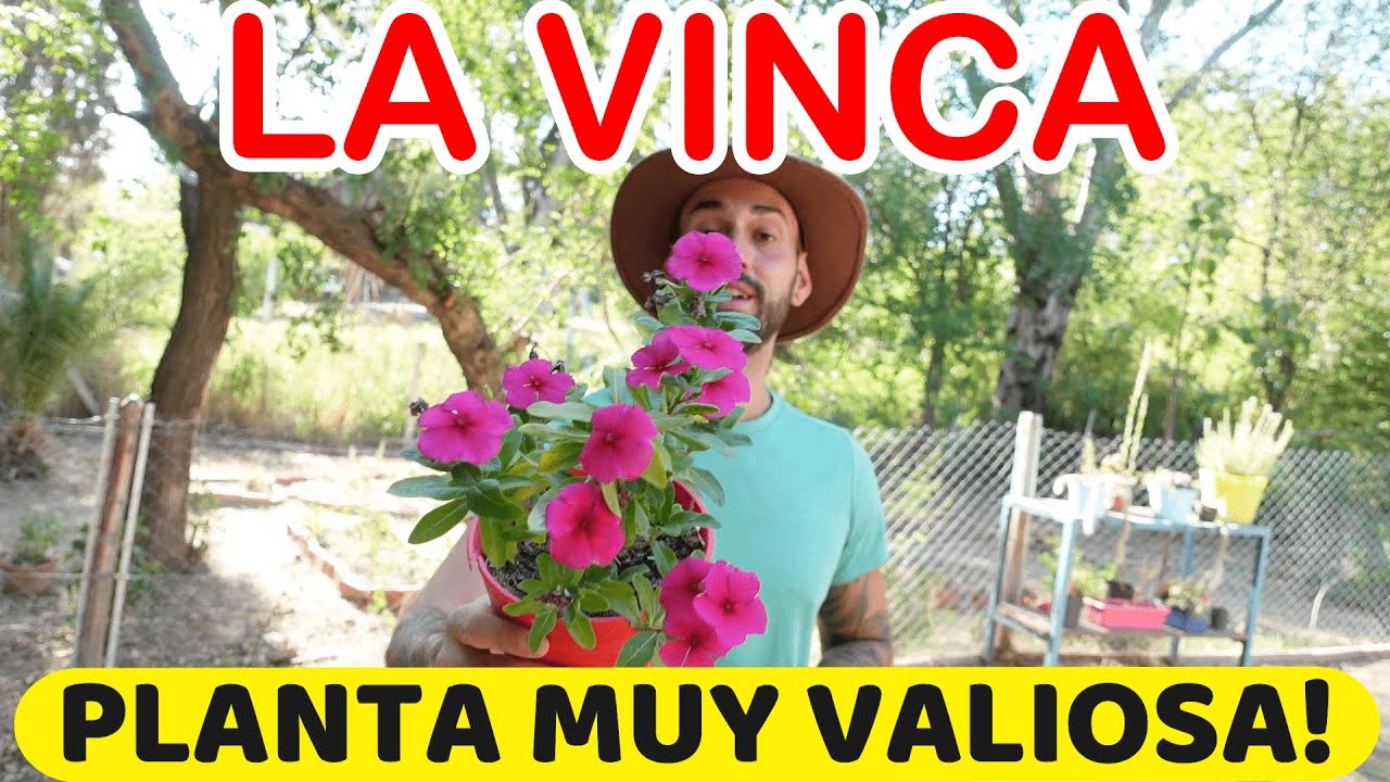 La VINCA! Una FLOR QUE VALE MILLONES! Medicina Natural En Tu Jardin!
