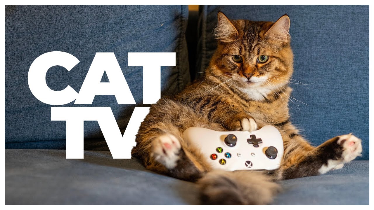 Cat TV 🐱🐦 | Relaxing Bird Watching & Nature Video for Cats | Cat Enrichment