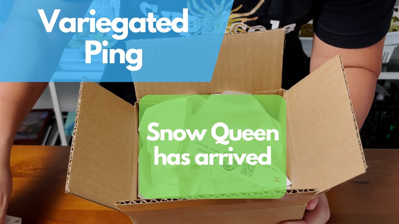 Variegated Snow Queen has arrived, let's open it up