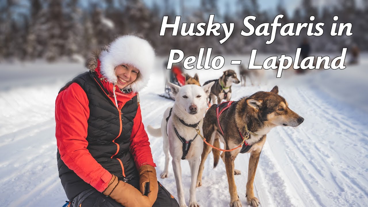 Husky Safari in Pello - Lapland Finland - meet the huskies at the Arctic Circle  in Finnish Lapland