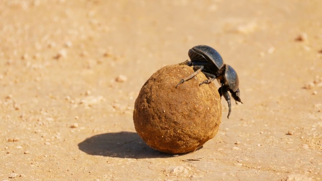 Animal Kingdom Unleashed: 8 Minutes of Heart-Pumping Wildlife Action in 4K #animal #wildlife