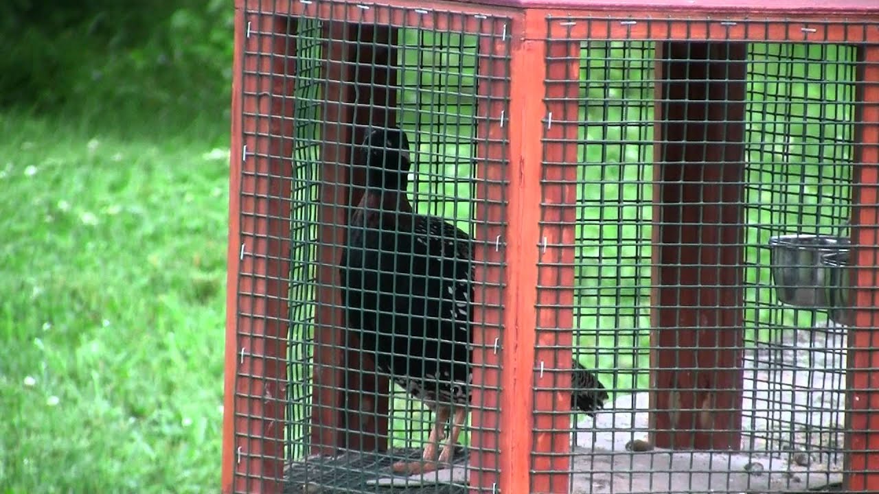 kala teetar/black francolin