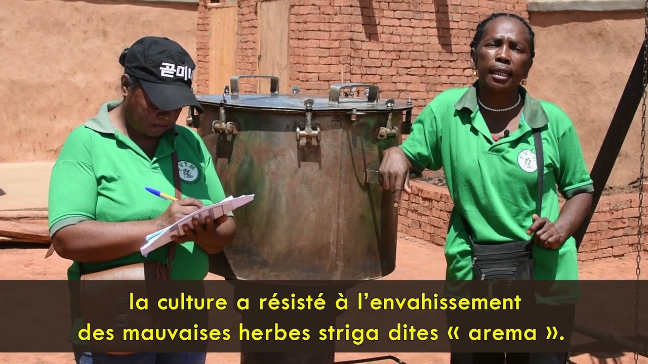 Etuvage riz GEM
