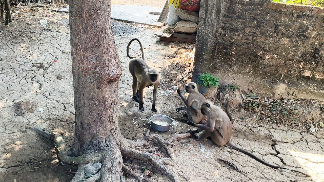Jay Shri Ram Jay Hanuman Ji 🚩🚩 #monkey 