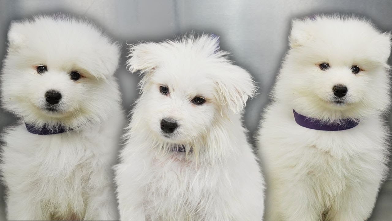 A cloud with legs | The MOST ADORABLE Samoyed puppy 😭
