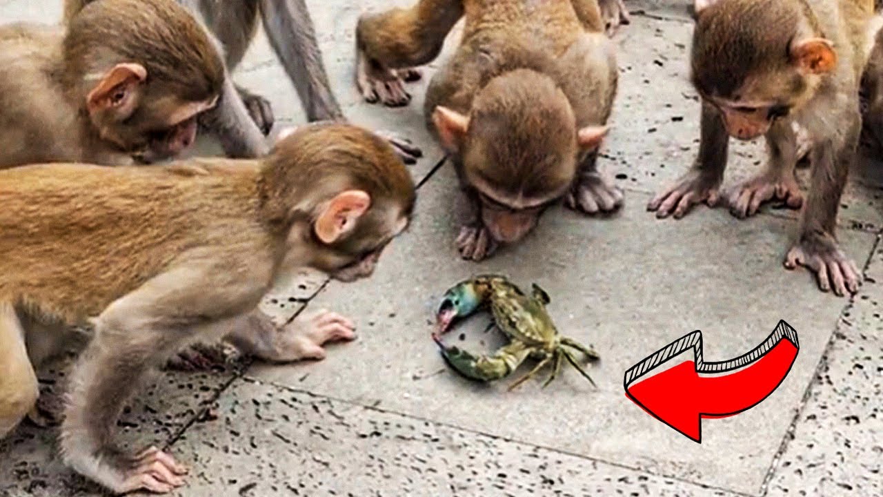 25 Times When Animals Were Too Curious