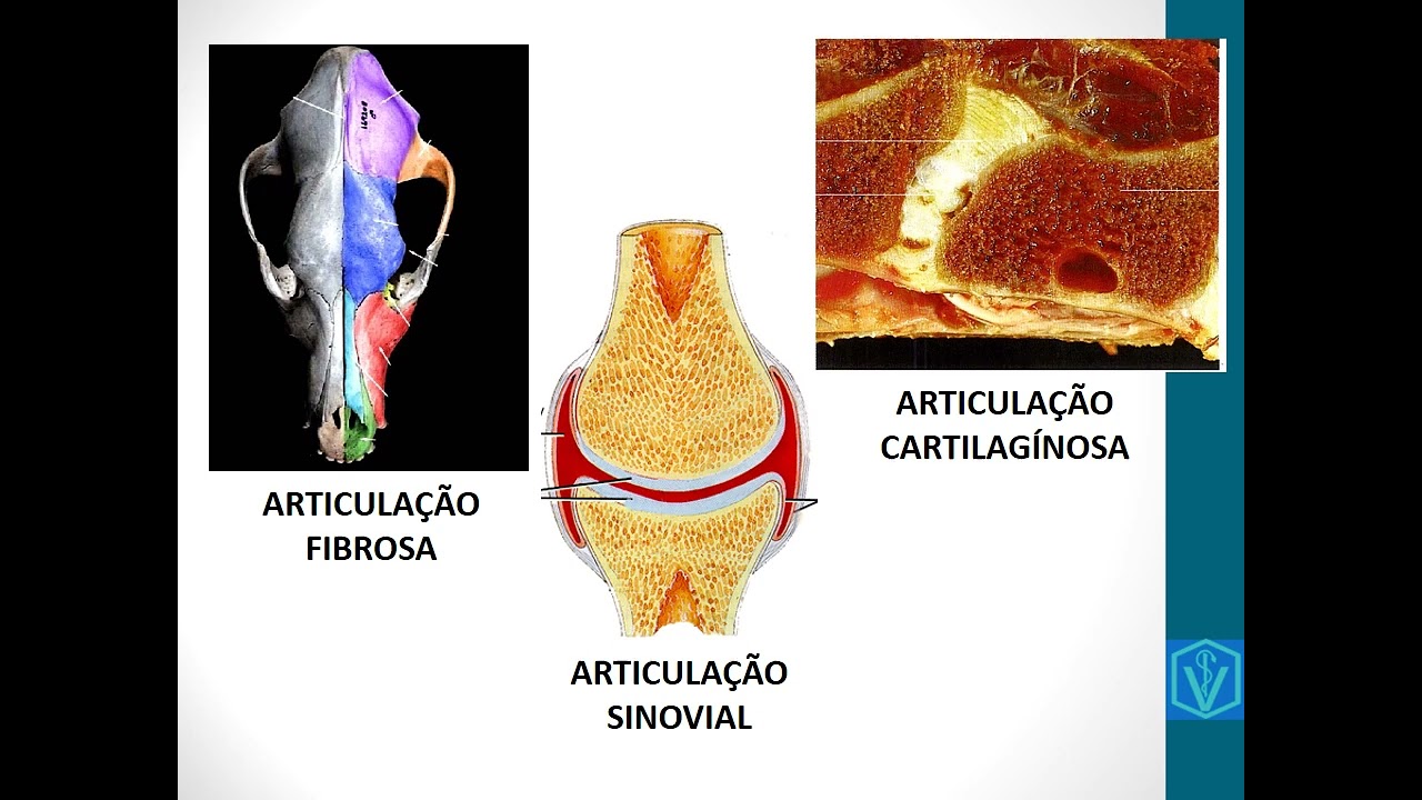 Artrologia - Anatomia animal - Medicina Veterinária | Aprenda Tudo Nessa Vídeo Aula!