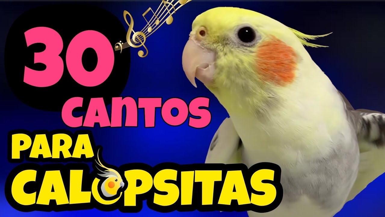 30 CANTOS Diferentes de CALOPSITA &ndash; Est&iacute;mulo, Aprendizado e Divers&atilde;o! [ASSOBIOS PARA CALOPSITAS]