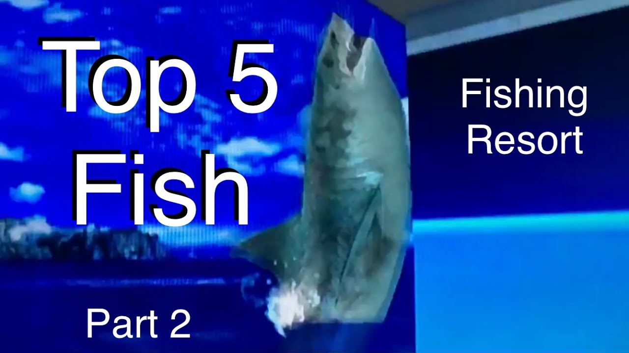 Топ 5 рыб — Fishing Resort Wii — часть 2