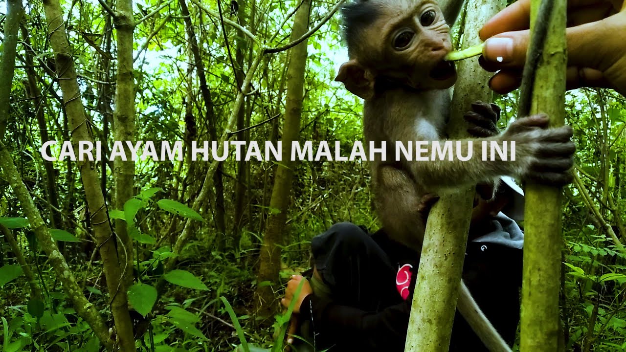 MENCARI AYAM HUTAN MALAH NEMU BABY MoNYET