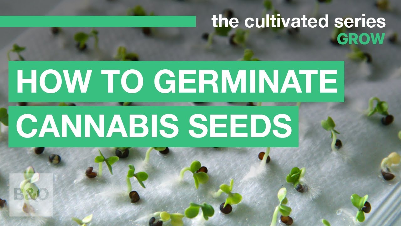 How to Germinate Cannabis Seeds | 2022