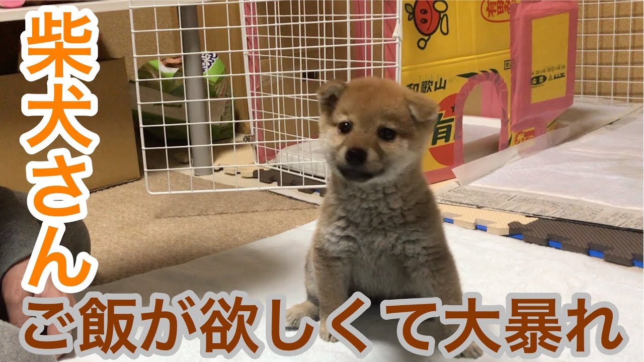 ごはん前に大暴れする柴犬コロ