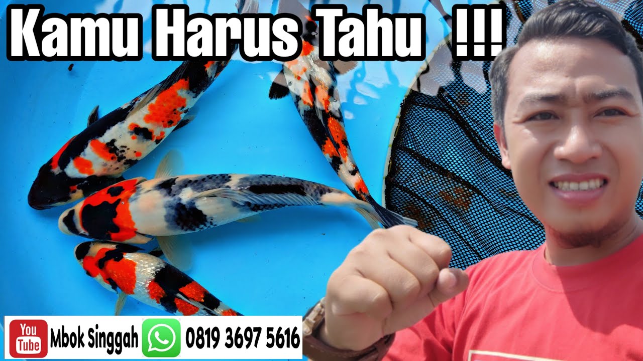 Bingung Bedakan Ikan Koi Grade SQ - HQ dan Grade A - B, Berikut Tipsnya | Mbok Singgah