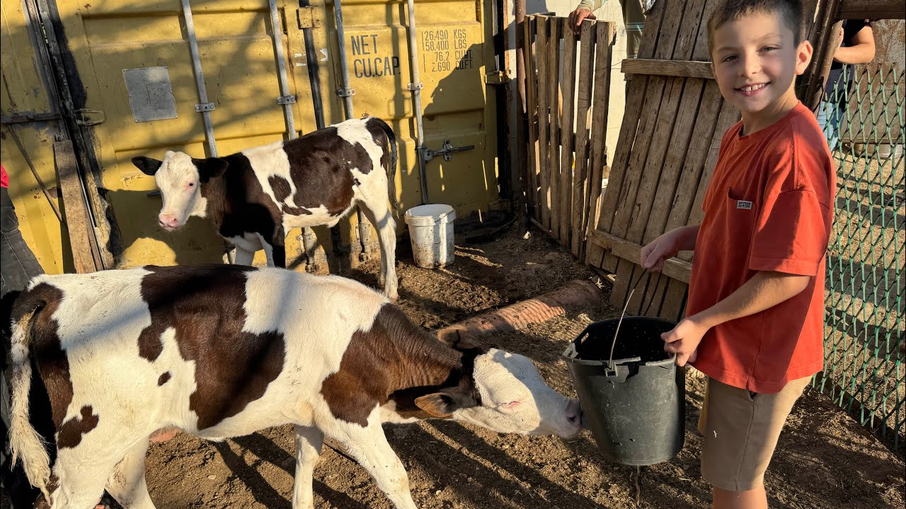 COWS for Kids 🐮 Learn Fun Facts About Cows 🐄 Educational Videos for Kids 
