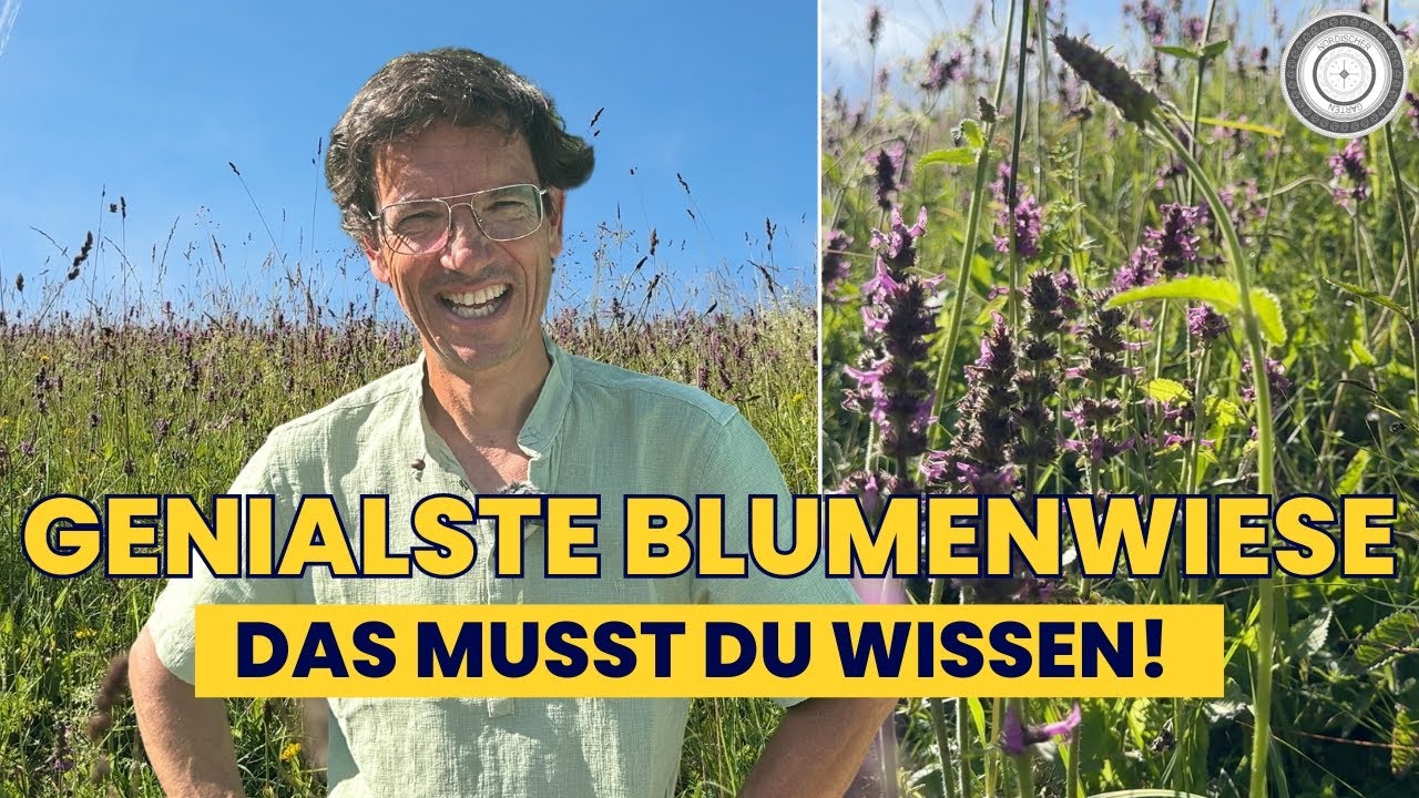WICHTIGSTE  HEILPFLANZE - TOP BIENENPFLANZE - TOP SCHMETTERLINGSPFLANZE. SO geht BLUMENWIESE!!!