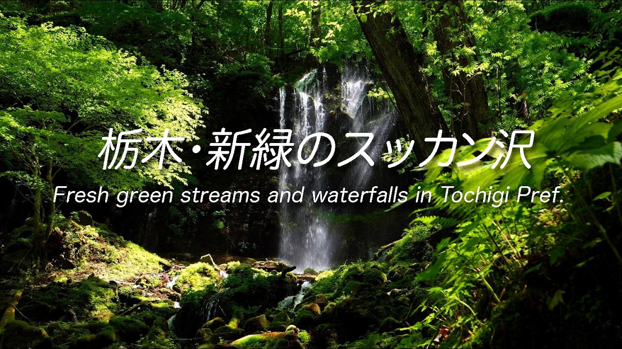 【4K】栃木・新緑のスッカン沢　Fresh green streams and waterfalls in Tochigi Pref.