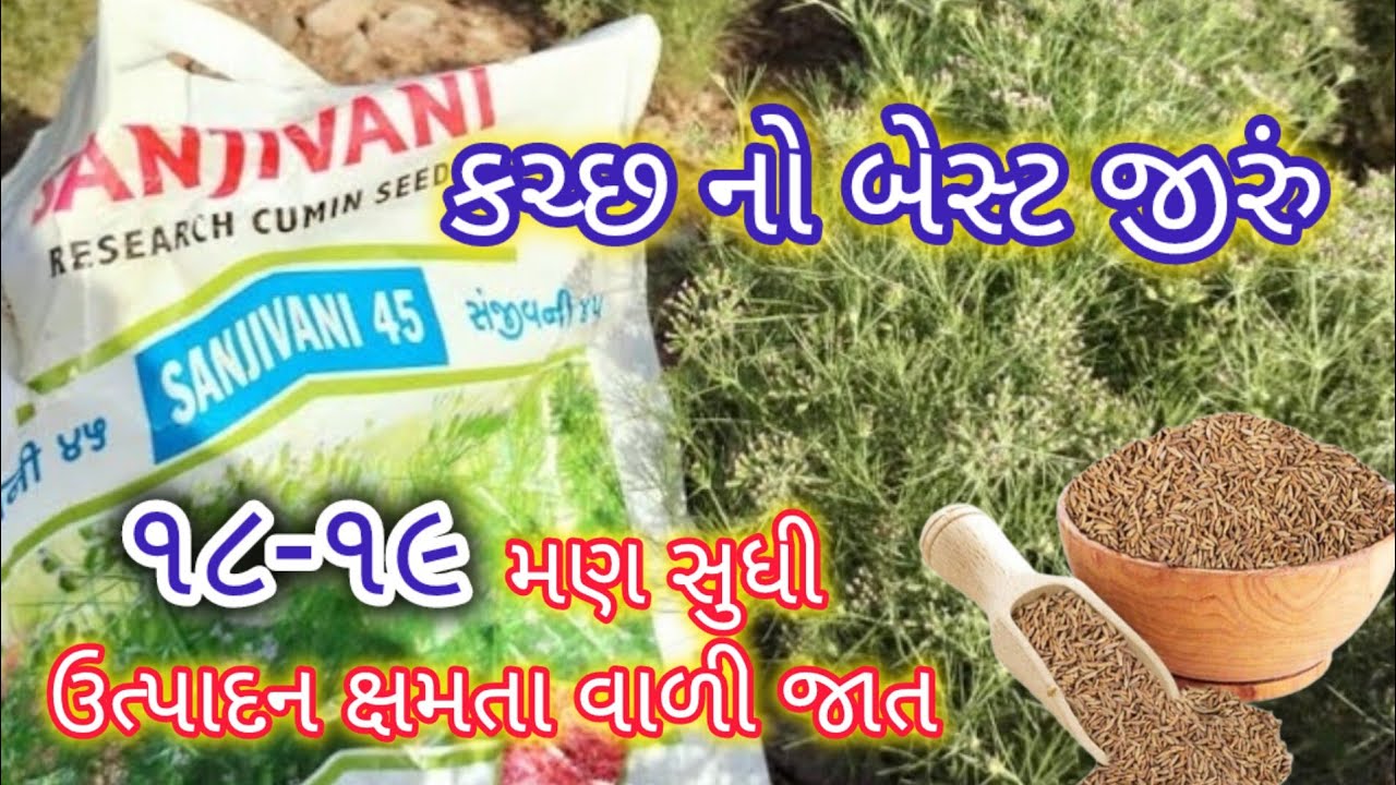 જીરું ની સારી વેરાયટી #oasis #સંજીવની-૪૫  #sanjivani-45 #sanjivani #farming