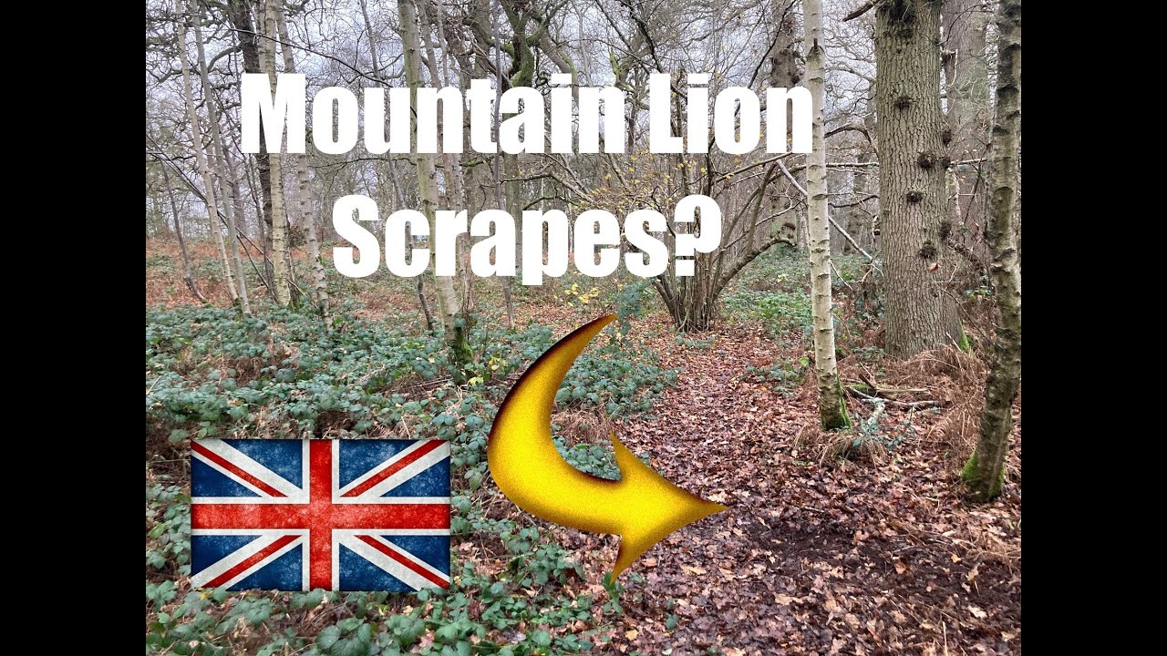 Mountain Lion / Puma / Cougar Scrapes // UK Big Cat Tracking
