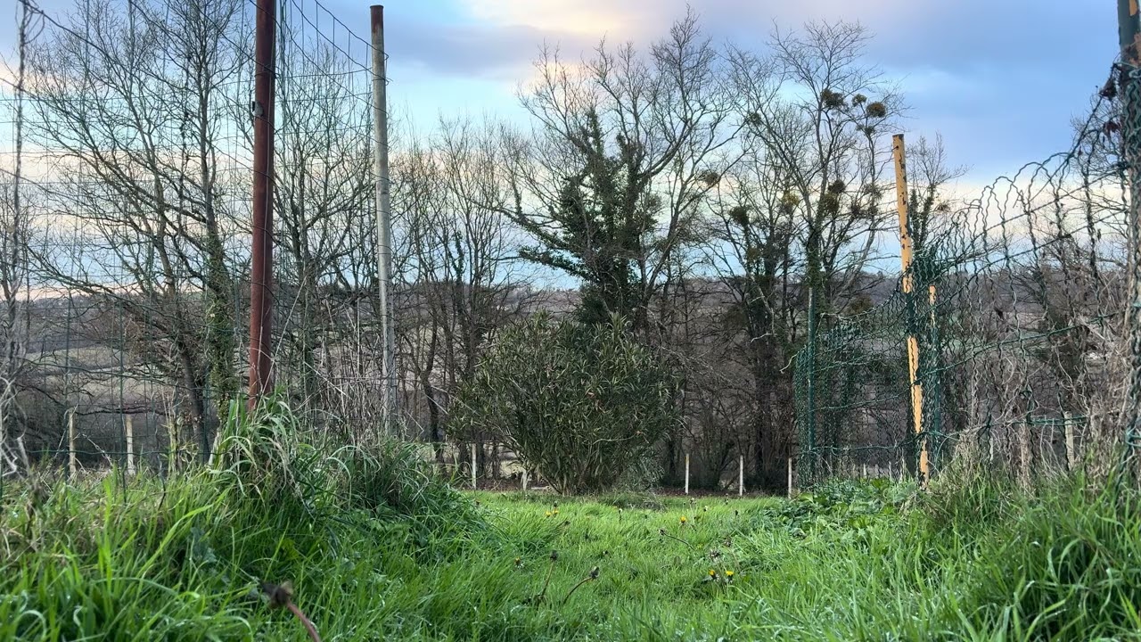 Nature calme au crépuscule 🌿 Vent doux, oiseaux & cloche lointaine | Relaxation & détente 