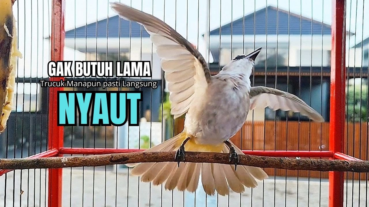 Suara Burung TRUCUKAN gacor TARUNG ROPEL PANJANG pancingan trucukan agar JADI trucuk gacor EMOSI