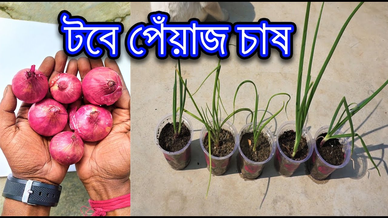 Easily grow onions in small container / টবেই করুন পেঁয়াজ চাষ / Grow onions at home